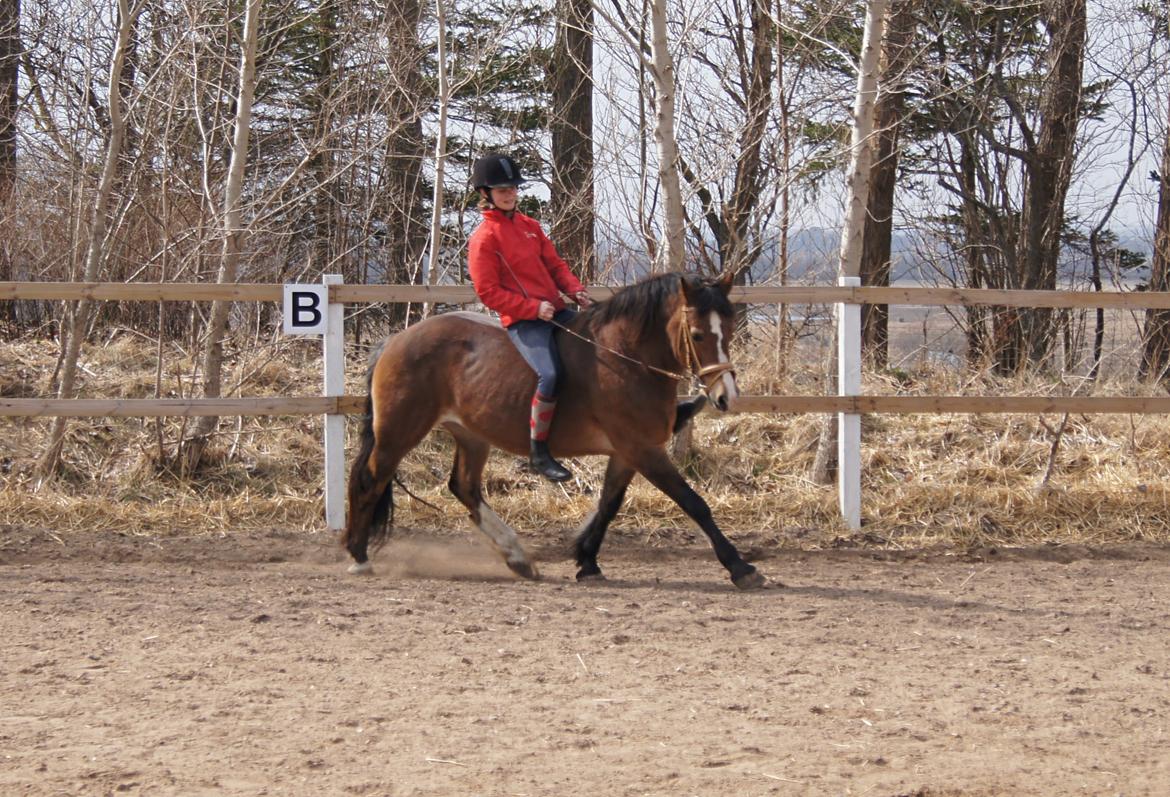 Welsh Cob (sec D) Greta (Passer) billede 14