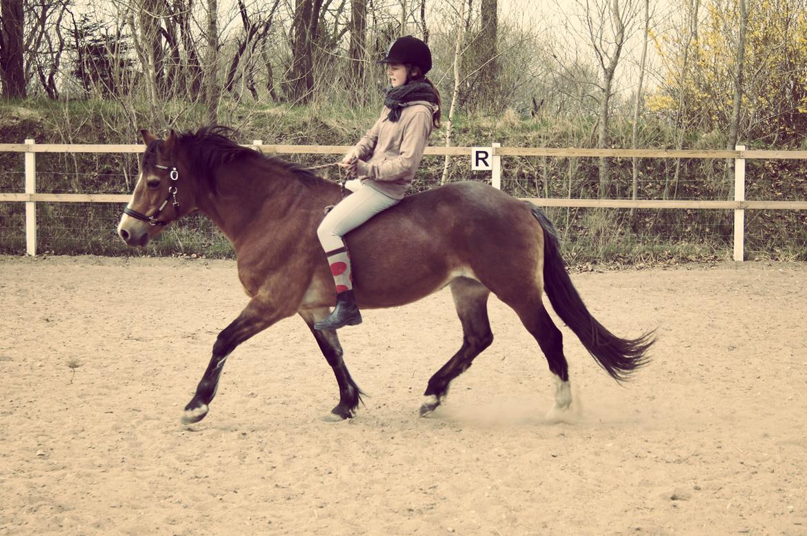 Welsh Cob (sec D) Greta (Passer) billede 7