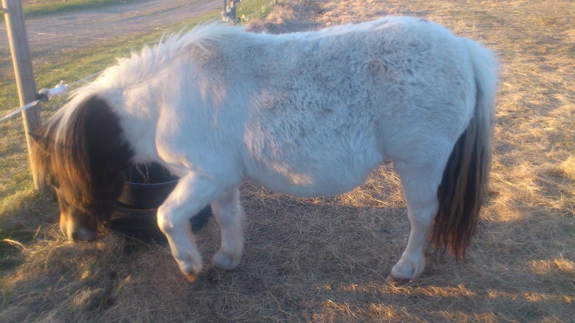 Shetlænder Hedens Madonna (Sandie) billede 5