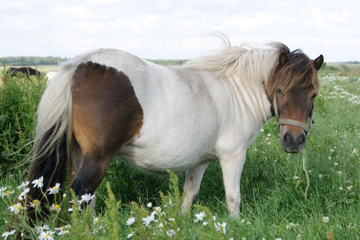 Shetlænder Hedens Madonna (Sandie) - Det var dette billede i hendes annonce der fangede min opmærksomhed billede 6