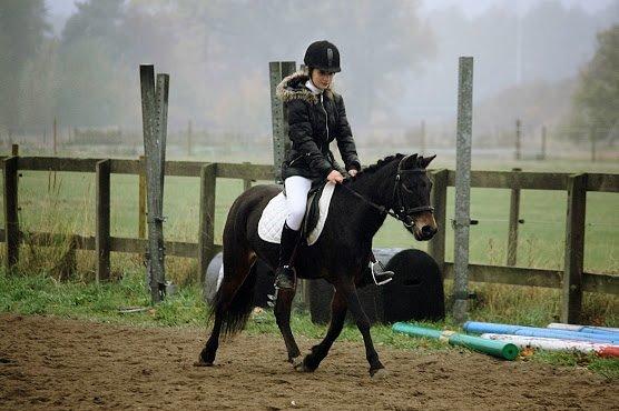 Anden særlig race Hollywood (Holly) - Opvarmning på HVR. 13.10.2013 Foto: Andrea Marchsteiner billede 13