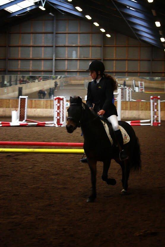 Anden særlig race Hollywood (Holly) - Spring på HVR! 12.10.2013 Foto: Andrea Marchsteiner billede 16