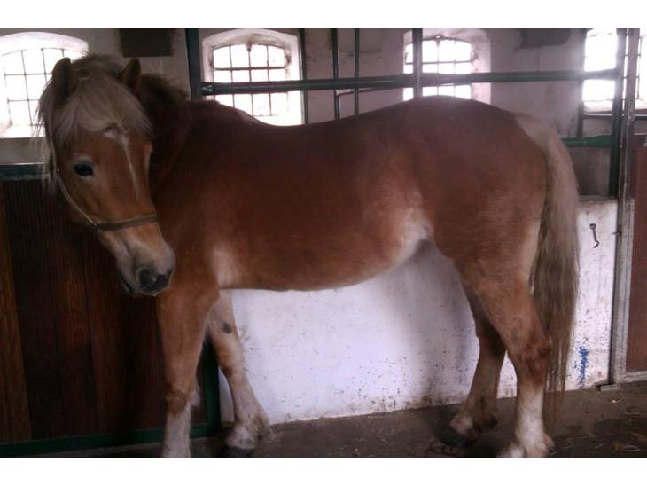 {{currentPhoto.altText}} billede {{currentPhoto.number}}