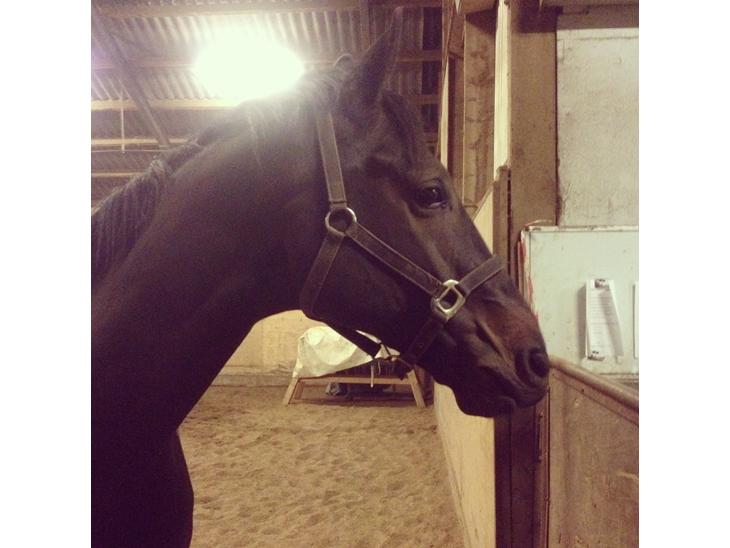 {{currentPhoto.altText}} billede {{currentPhoto.number}}