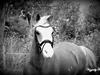 Welsh Partbred (Sec F) Stendyssen`s Sunbreaker [Tidl. hest]