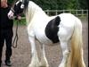 Irish Cob Medusa [Himmelhest]
