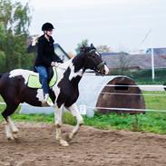 Trakehner "Jack"