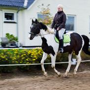 Trakehner "Jack"