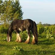 Irish Cob Charlie of The Irish Western art Ranch