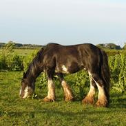 Irish Cob Charlie of The Irish Western art Ranch