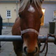 Anden særlig race Prins, haflinger blanding, "Basse"