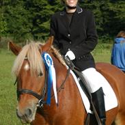 Anden særlig race Prins, haflinger blanding, "Basse"