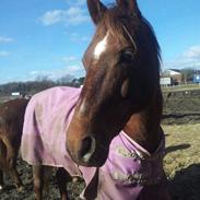 Anden særlig race Donna