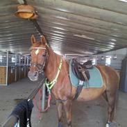 Anden særlig race Donna