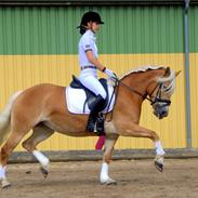 Haflinger Fanni