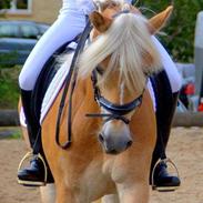 Haflinger Fanni