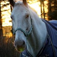 Knabstrupper No Joke