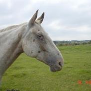 Knabstrupper No Joke