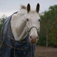 Knabstrupper No Joke