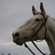 Knabstrupper No Joke