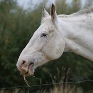 Knabstrupper No Joke