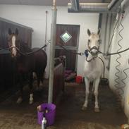 Anden særlig race Mirco