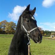 Dansk Varmblod Black Flash