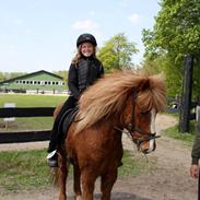 Islænder Sleipnir fra Skovsal