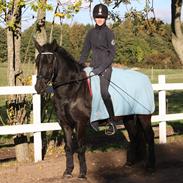 Anden særlig race Alladin