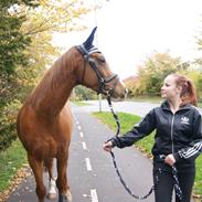 Anden særlig race Eto'o - Prinsesse-hesten<3
