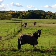 Anden særlig race Alladin