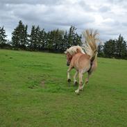 Haflinger Lille Pepsi