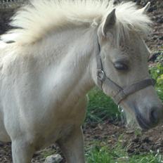 Welsh Partbred (Sec F) Marnows Princess In Pink -tidligere pony