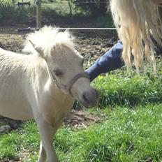 Welsh Partbred (Sec F) Marnows Princess In Pink -tidligere pony