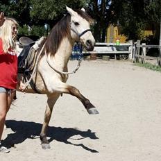 Anden særlig race Poppelgårdens Don