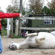 Welsh Mountain (sec A) Backerdales Gaia