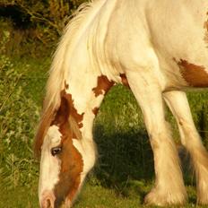 Irish Cob Hera of The Irish Western art Ranch