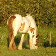 Irish Cob Hera of The Irish Western art Ranch