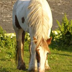 Irish Cob Hera of The Irish Western art Ranch