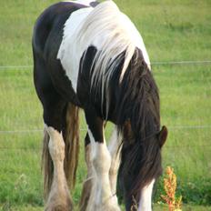 Irish Cob Zeus of The Irish Western art Ranch