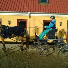 Anden særlig race Marinca R:I:P