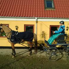 Anden særlig race Marinca R:I:P