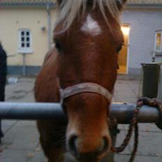 Anden særlig race Prins, haflinger blanding, "Basse"