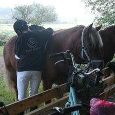 Anden særlig race Prins, haflinger blanding, "Basse"