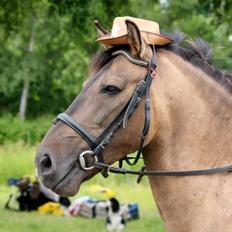 Konik Polski Sølvmosegaards Koniko