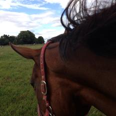 Fuldblod (XX) Bon Easter (Tidl. Hest)