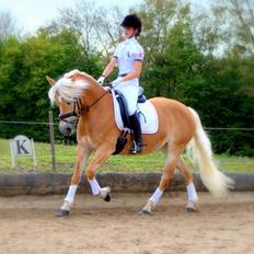 Haflinger Fanni