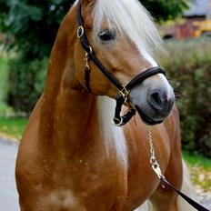 Haflinger Baflo af Brunbjerg - Avlshingst