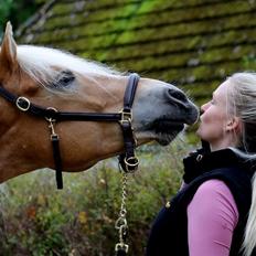 Haflinger Baflo af Brunbjerg - Avlshingst