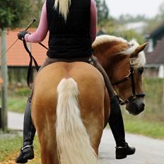 Haflinger Baflo af Brunbjerg - Avlshingst